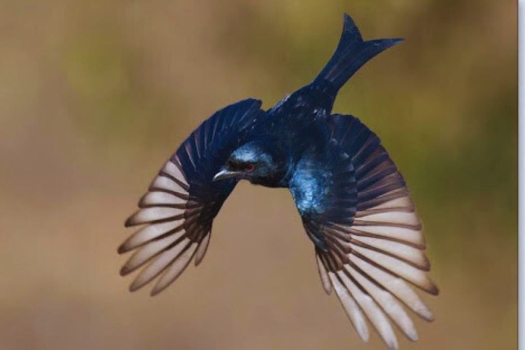 Square-Tailed Drongo-Cuckoo