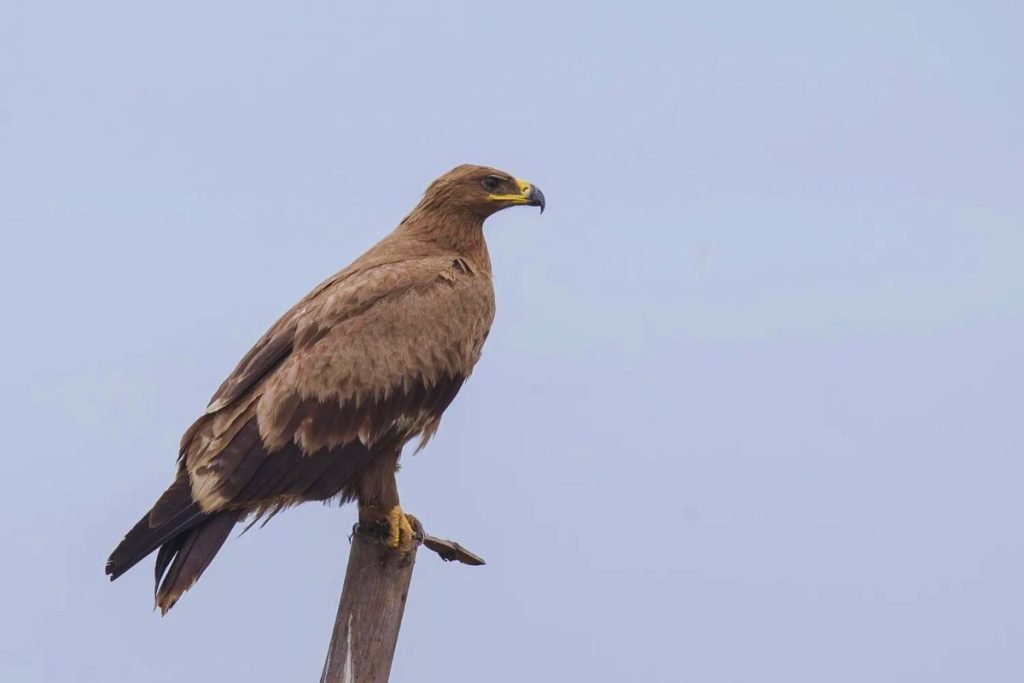 Steppe Eagle