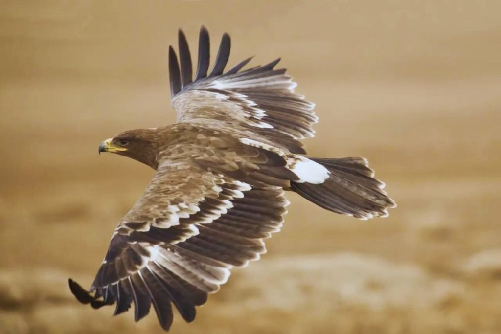 Steppe Eagle
