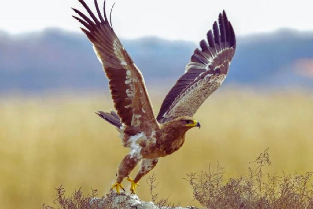 Steppe Eagle