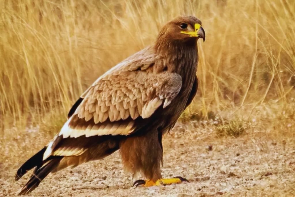 Steppe Eagle