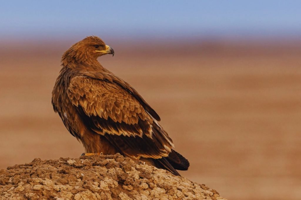 Steppe Eagle