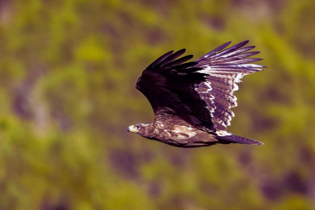 Steppe Eagle