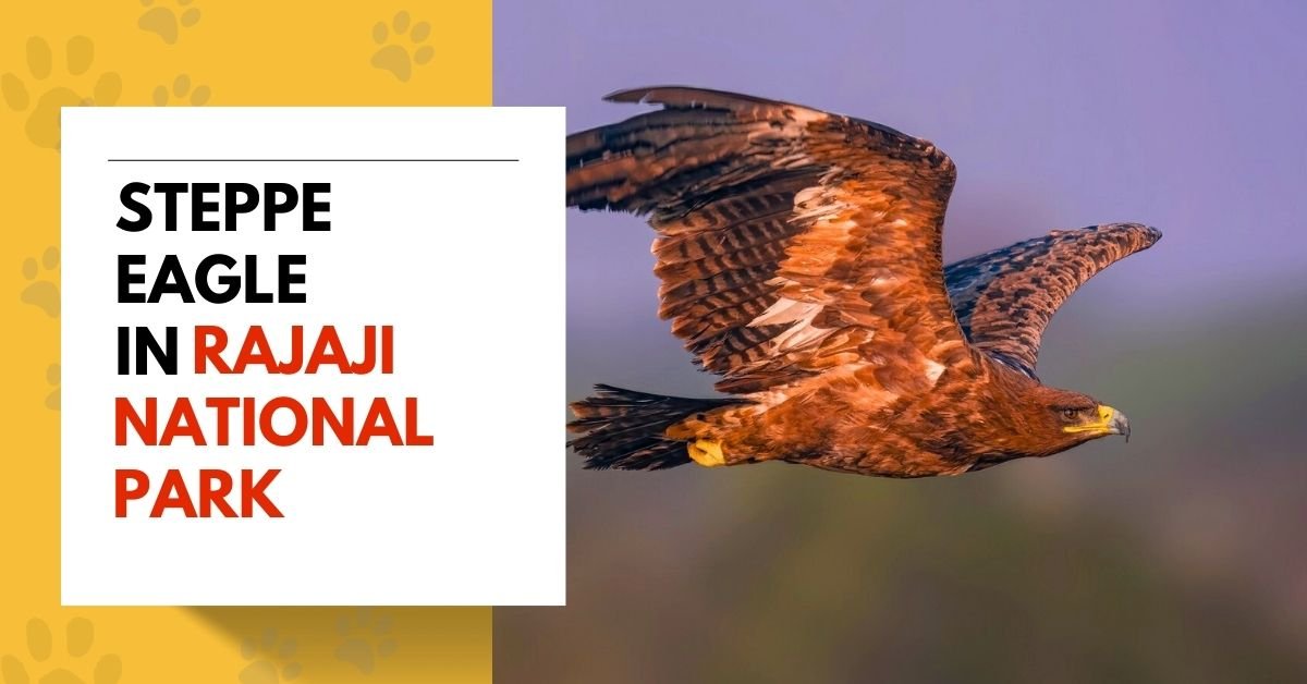 Steppe Eagle