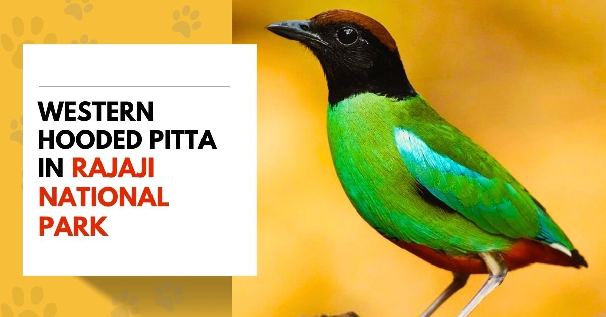 Western Hooded Pitta in Rajaji National Park