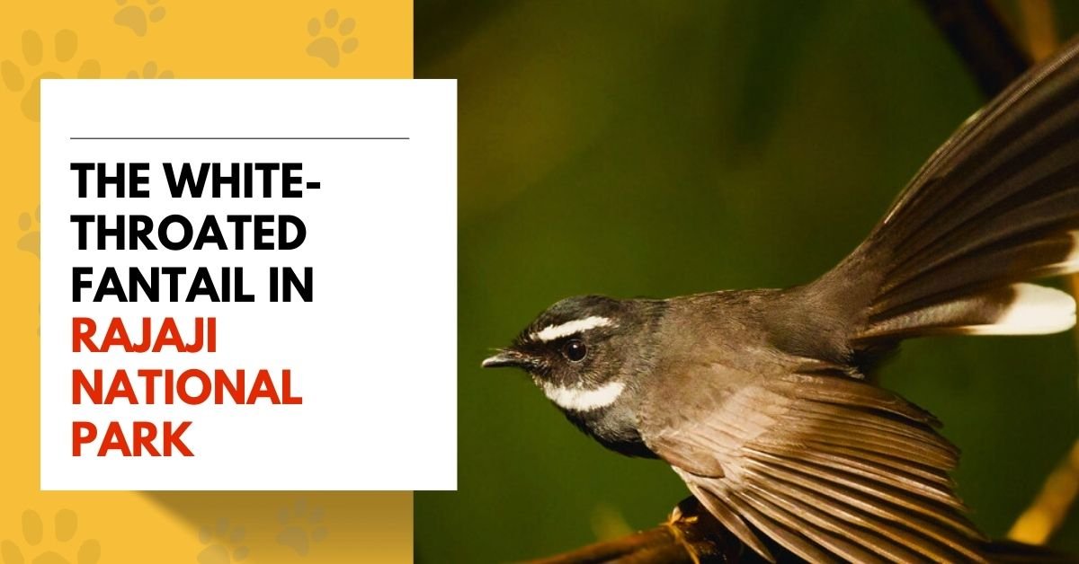 The White-throated Fantail in Rajaji National Park