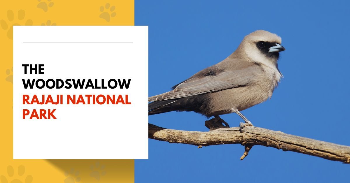 The Woodswallow in Rajaji National Park
