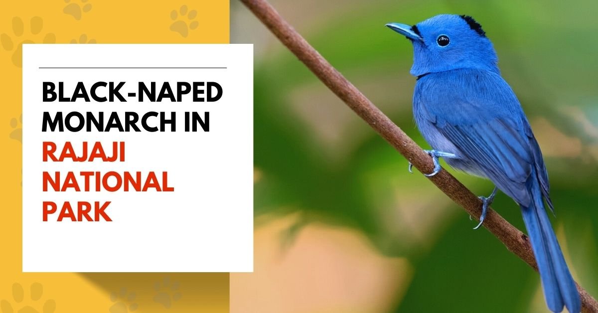 Black-naped Monarch in Rajaji National Park