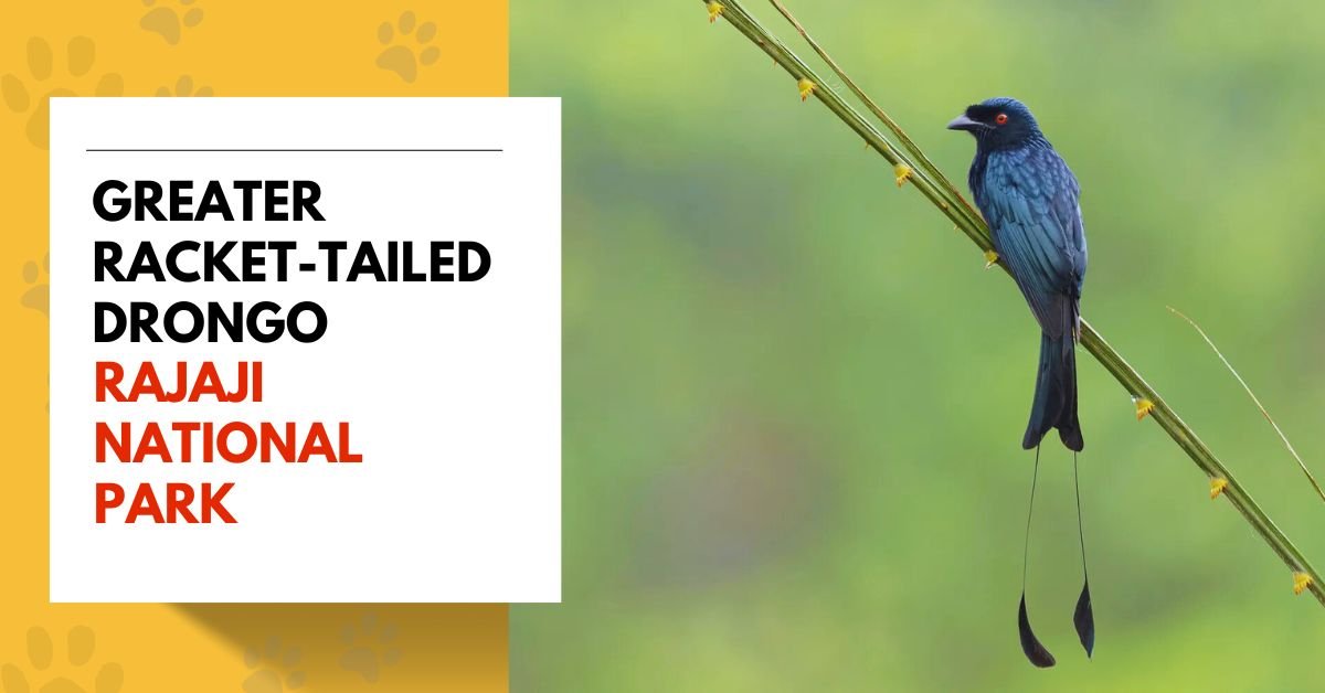 Greater Racket-tailed Drongo in Rajaji National Park