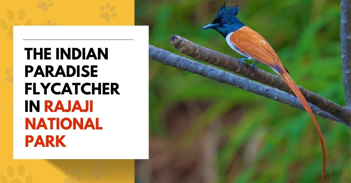 The Indian Paradise Flycatcher in Rajaji National Park
