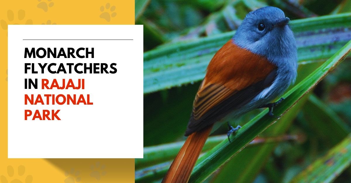 Monarch Flycatchers in Rajaji National Park
