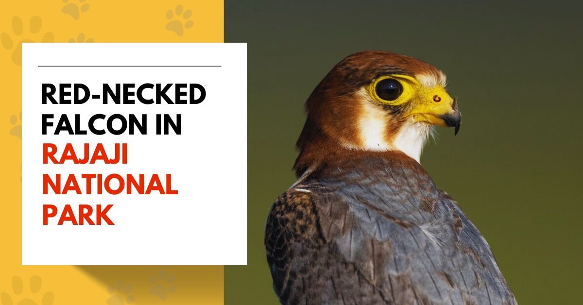 Red-Necked Falcon in Rajaji National Park