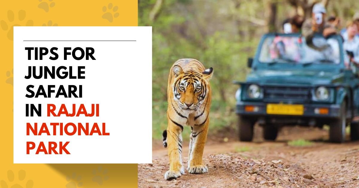Tips for Jungle Safari