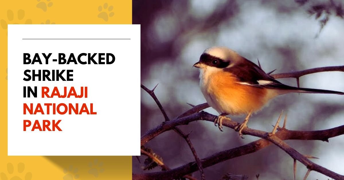 Bay-backed Shrike