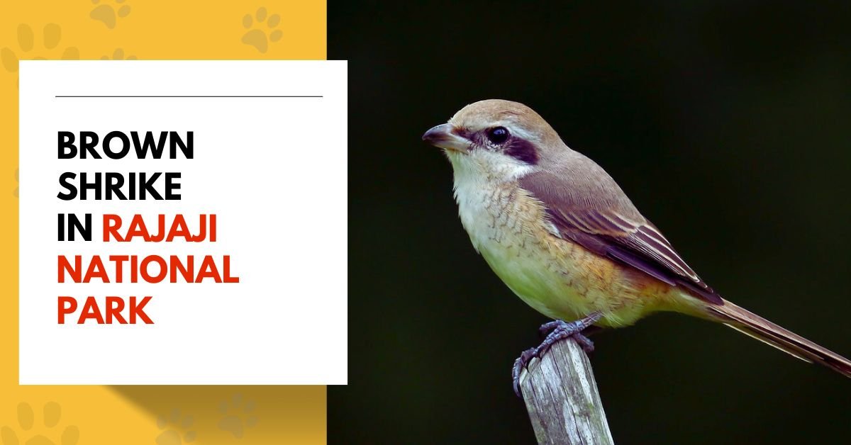 Brown Shrike in Rajaji