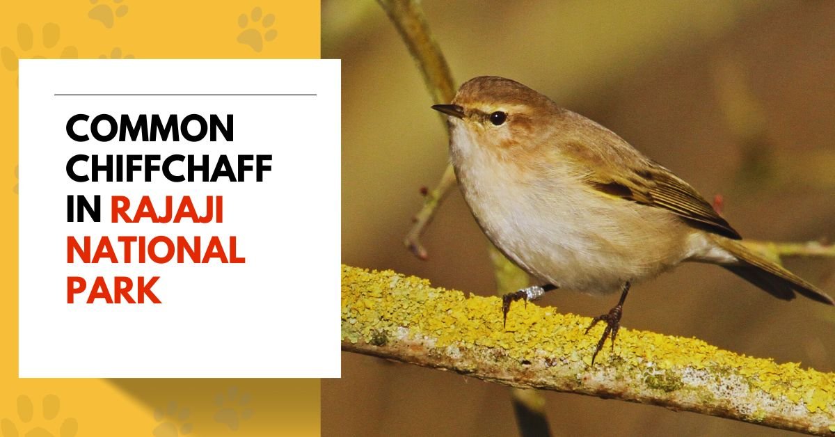Common Chiffchaff in Rajaji National Park