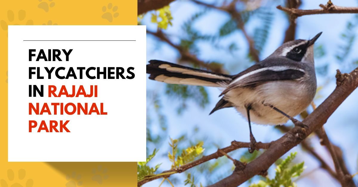 Fairy Flycatchers
