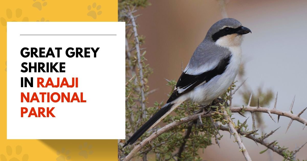 Great Grey Shrike