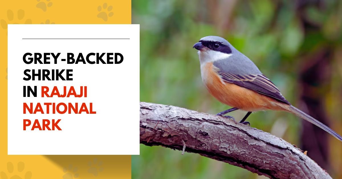 Grey-backed Shrike