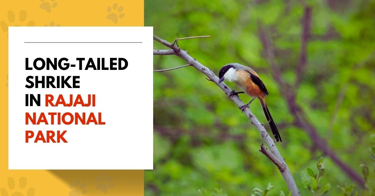 Long-tailed Shrike
