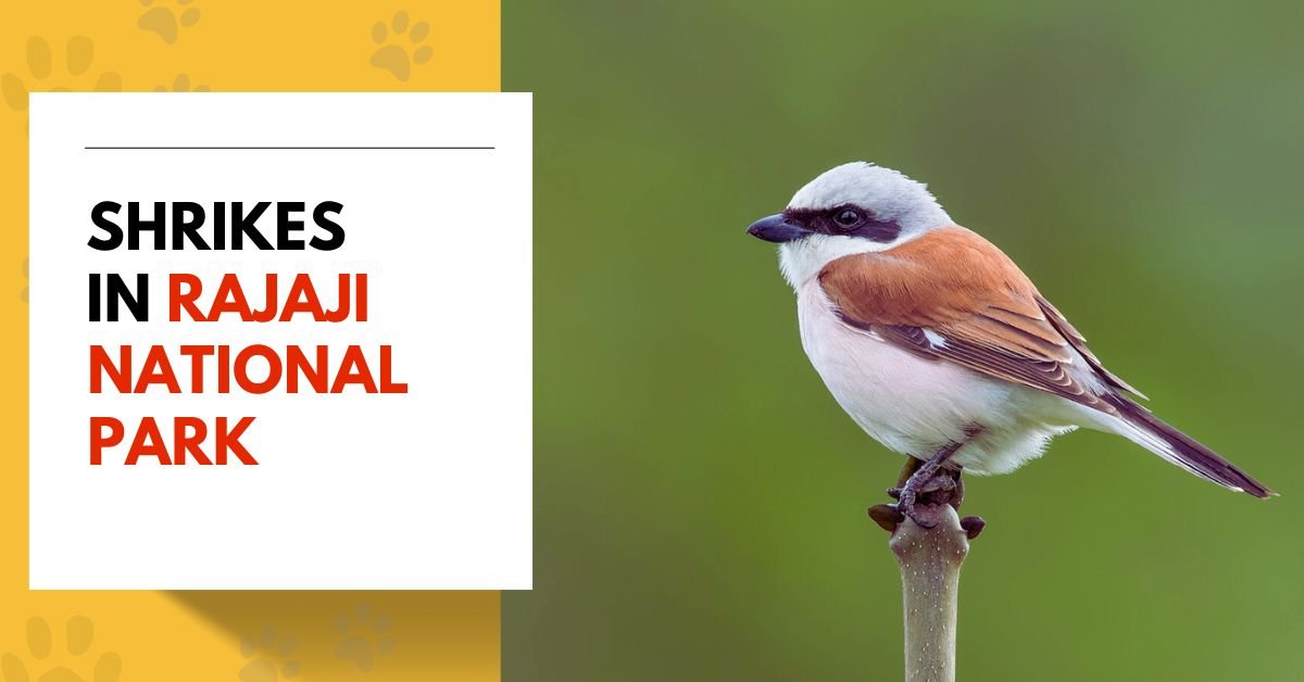 Shrikes in Rajaji National Park