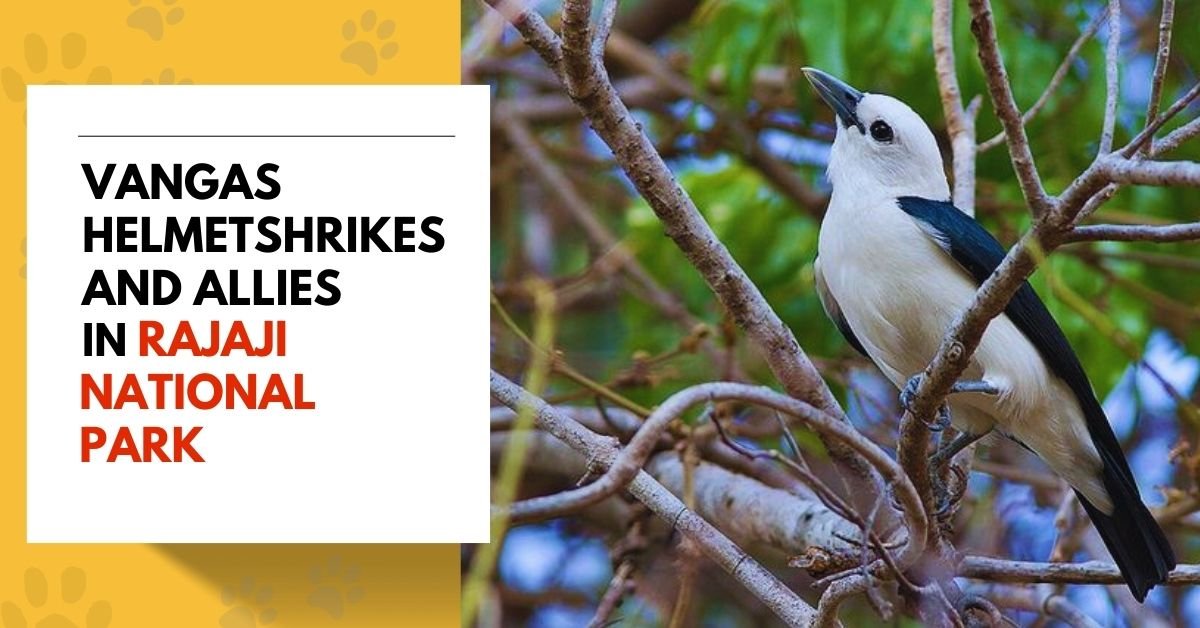 Vangas Helmetshrikes and Allies