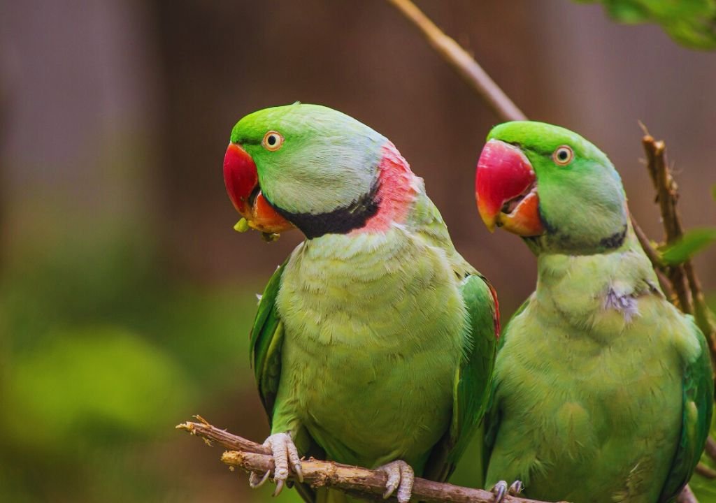 Alexandrine Parakeet
