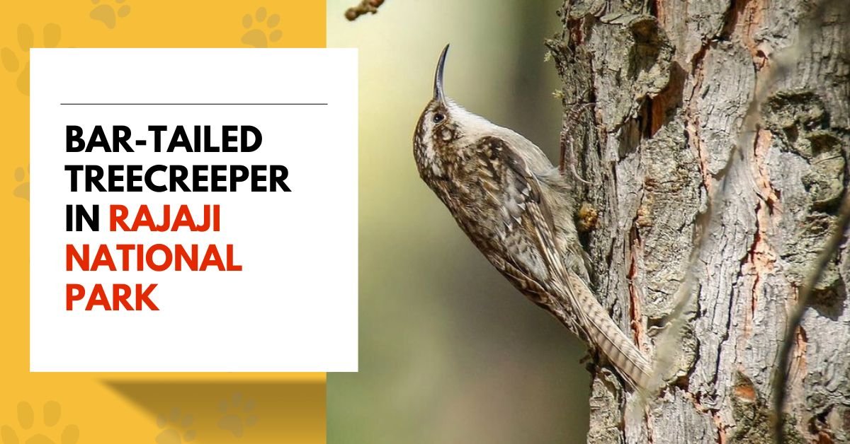 Bar-tailed Treecreeper in Rajaji National Park