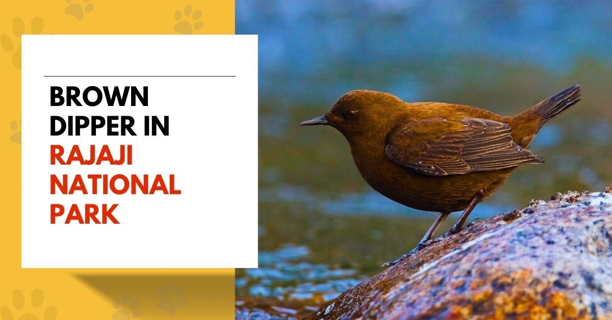 Brown Dipper in Rajaji National Park