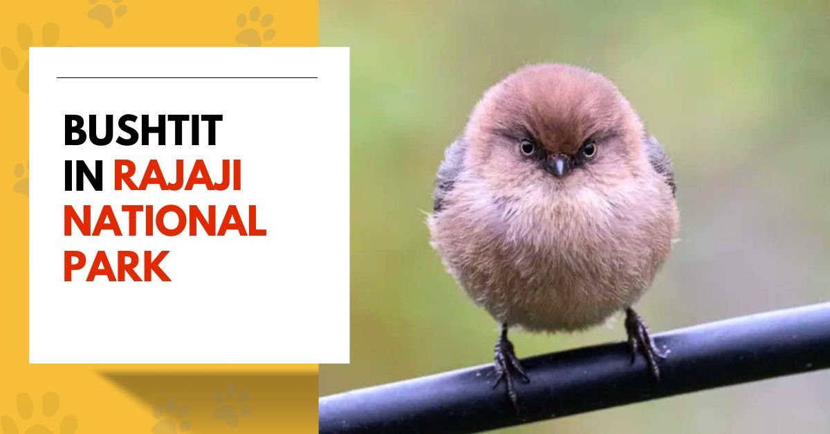 Bushtit in Rajaji National Park