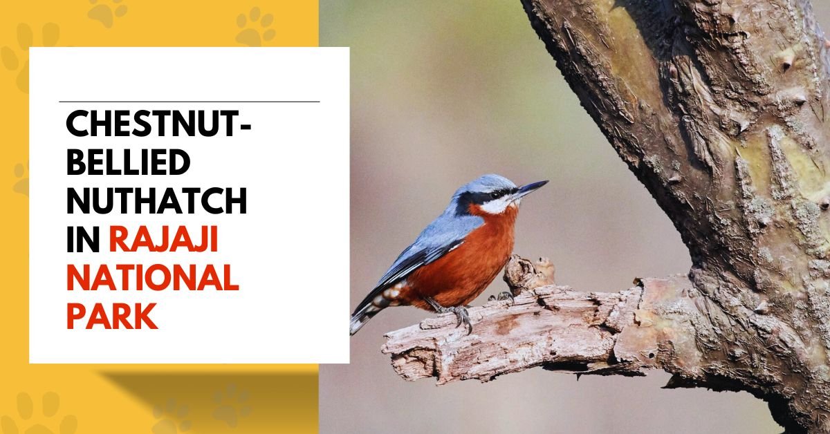 Chestnut-bellied Nuthatch in Rajaji National Park