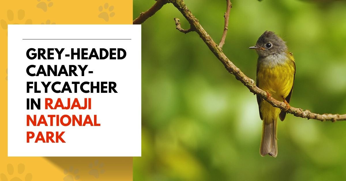 Grey-headed Canary-Flycatcher