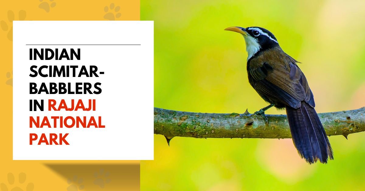 Indian Scimitar-Babblers in Rajaji National Park