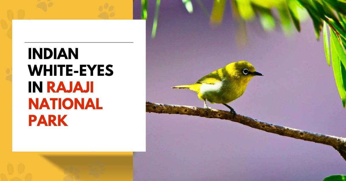 Indian White-eye in Rajaji National Park