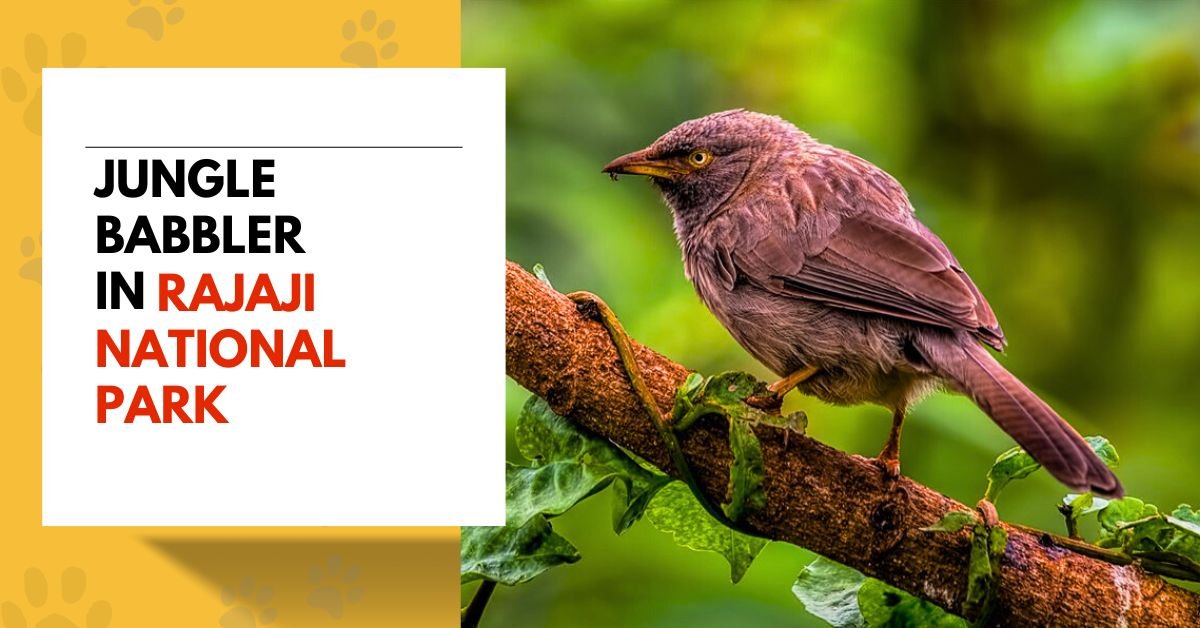 Jungle Babbler