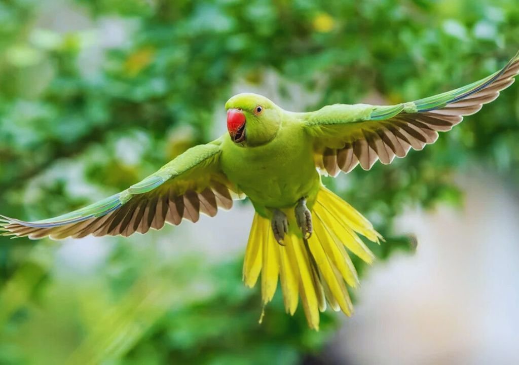 Rose-ringed Parakeet