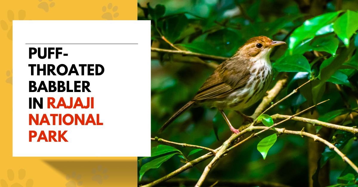 Puff-throated Babbler