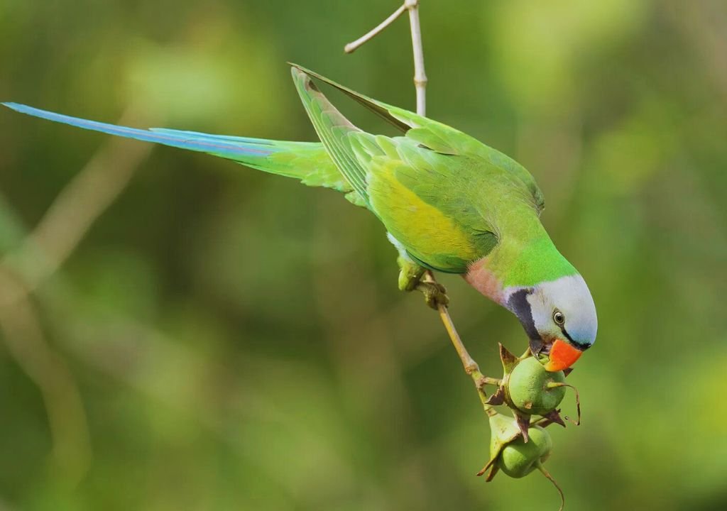 Red-breasted Parakeet