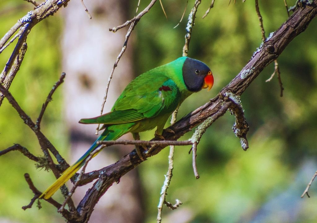 Slaty-headed Parakeet