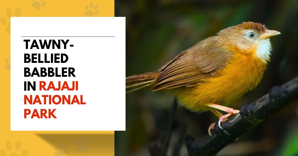 Tawny-bellied Babbler