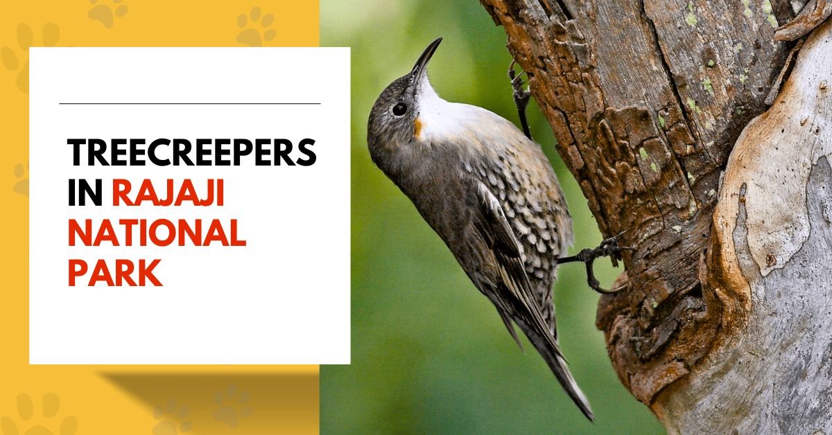 Treecreepers in Rajaji National Park