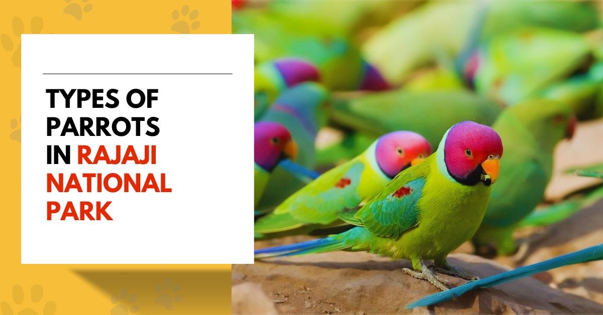 Types of Parrots