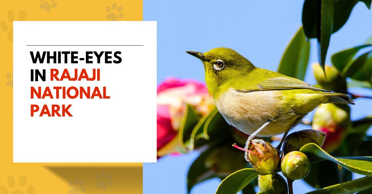 White-eye