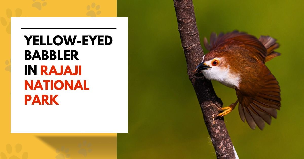 Yellow-eyed Babbler