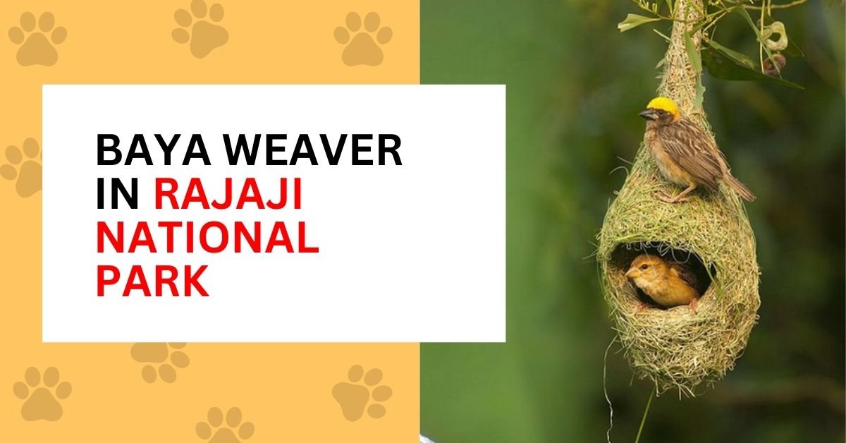 baya weaver bird
