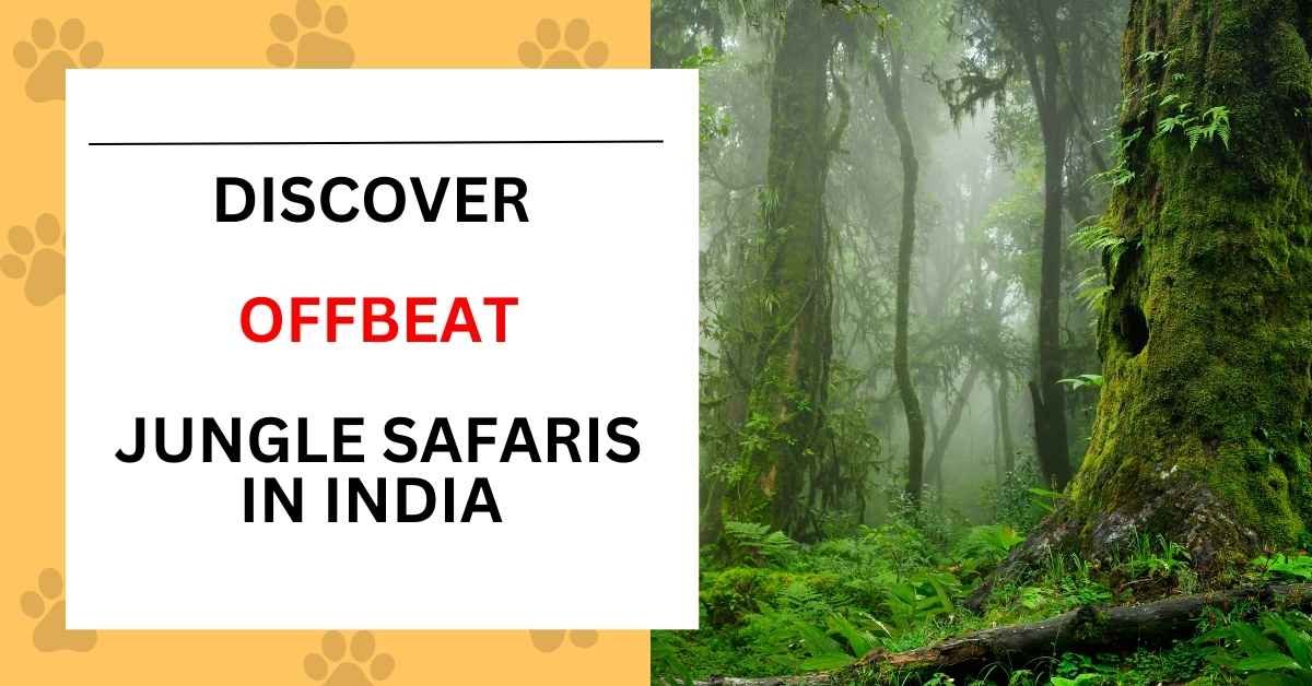 Discover Offbeat Jungle Safaris in India