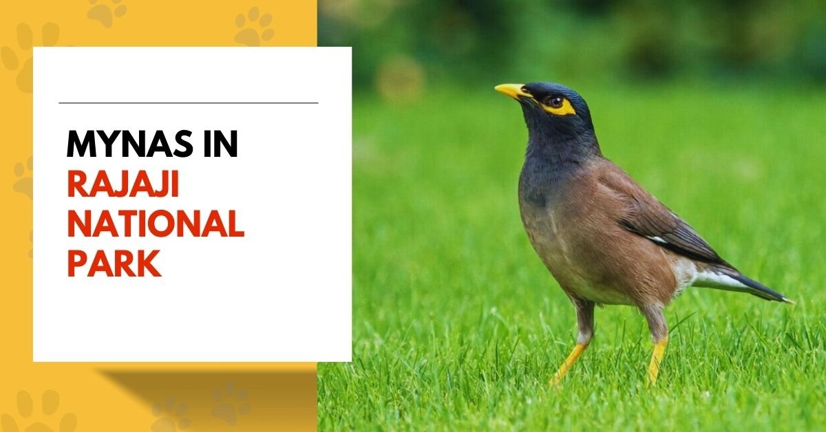 Mynas | Intelligent Avian Companions You'll Adore