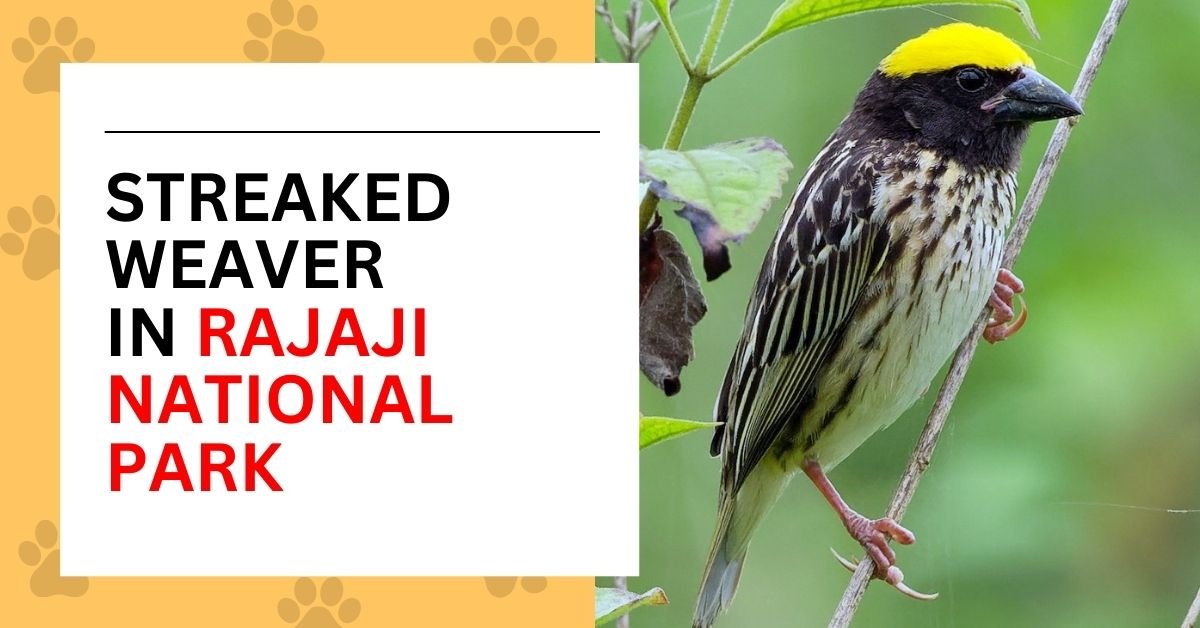 Streaked weaver