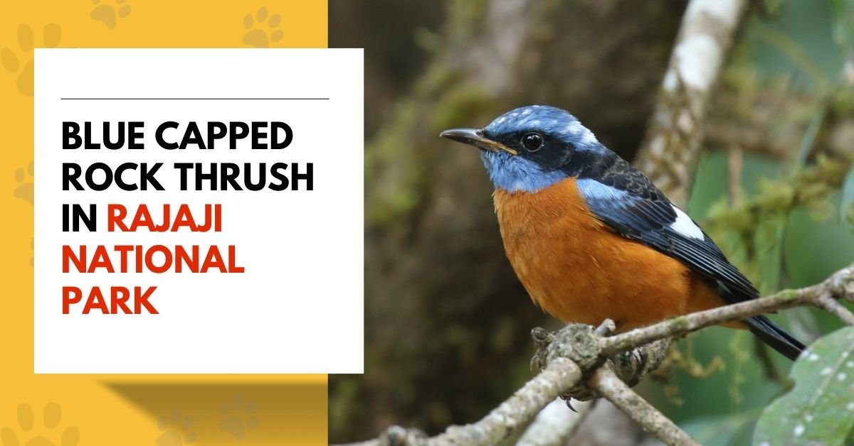Blue Capped Rock Thrush in Rajaji National Park