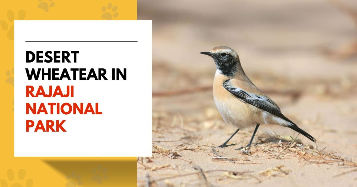 Desert Wheatear | A Birdwatching Adventure